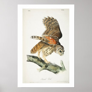 Barred Owl por Poster Audubon