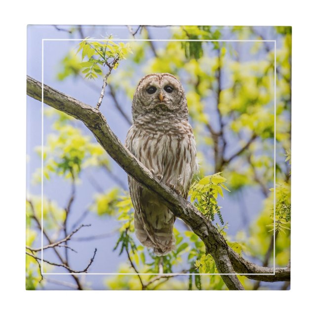 Barred Owl Springtime (Frente)