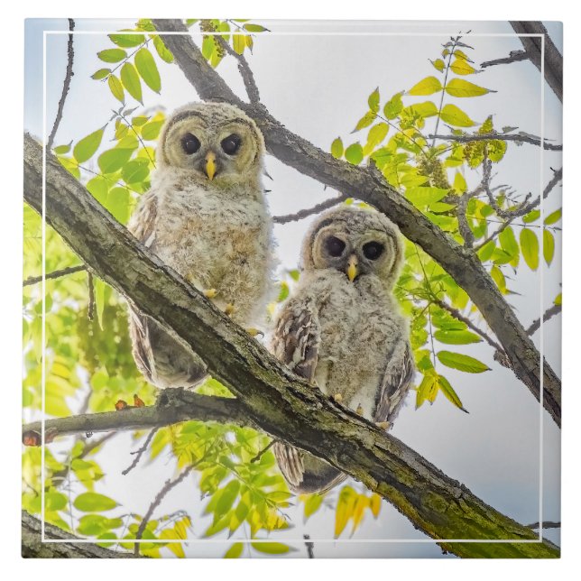 Barred Owlets Springtime (Frente)