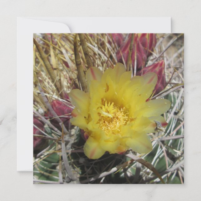 Barrel Cactus Fishhook Amarelo (Frente)