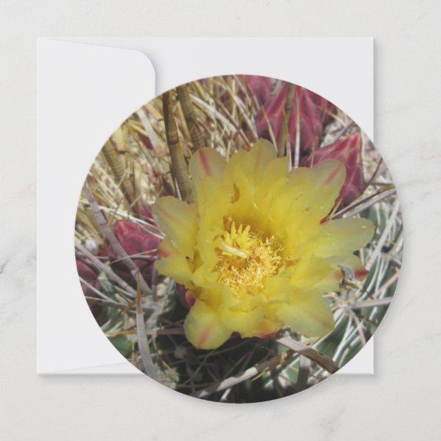 Barrel Cactus Fishhook Amarelo (Frente)