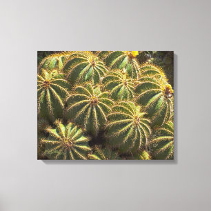 Barrel Cactus - impressão de Canvas