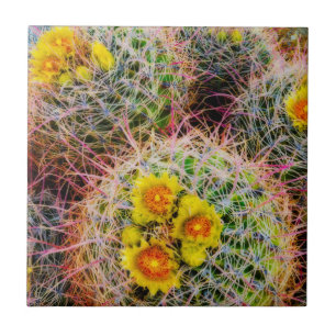 Barrel cactus perto, Califórnia