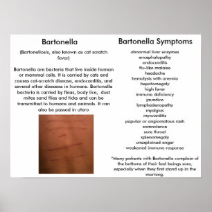 Bartonella Sintomas Educacional Poster