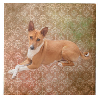 Basenji Dog 