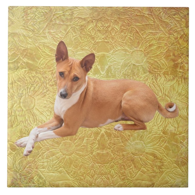 Basenji Dog  (Frente)