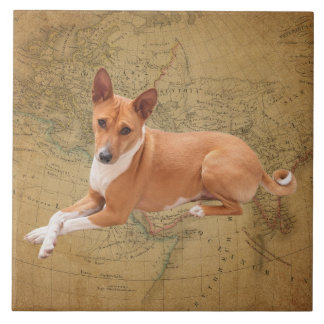 Basenji Dog 