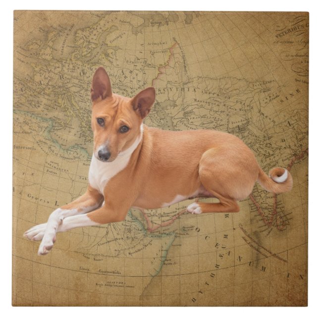 Basenji Dog  (Frente)