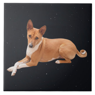 Basenji Dog 