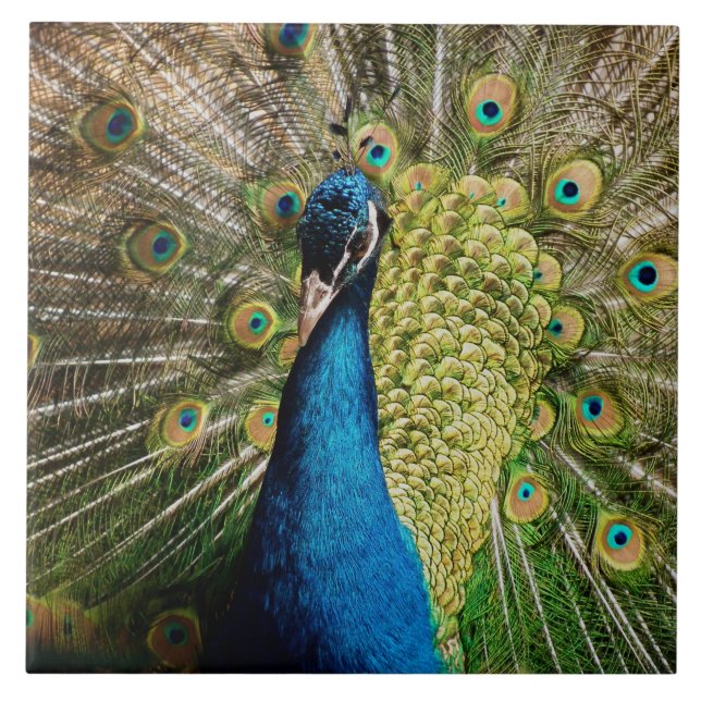 Bashful Peacock  (Frente)