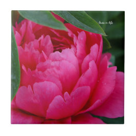 Bashful Pink Peony