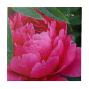 Bashful Pink Peony