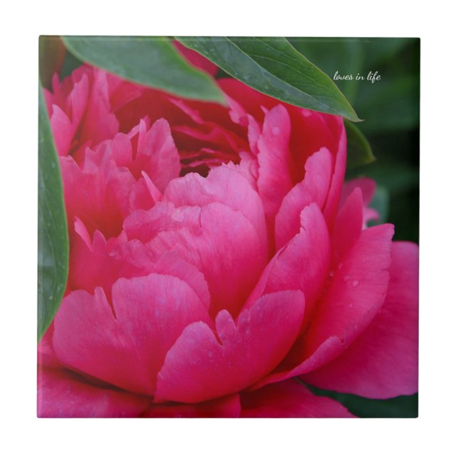 Bashful Pink Peony (Frente)
