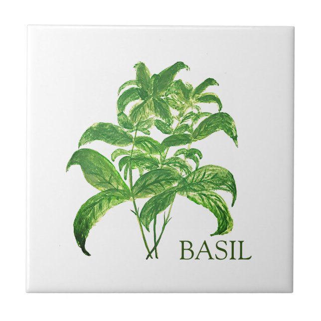 Basil Herb Greenery Kitchen Verde Culinário (Frente)