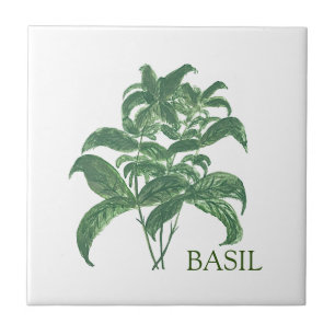 Basil Herb Greenery Kitchen Verde Culinário