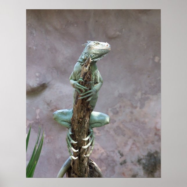 Basking Iguana Poster (Frente)