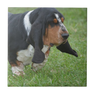 Basset Hound bonito