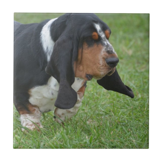 Basset Hound bonito (Frente)