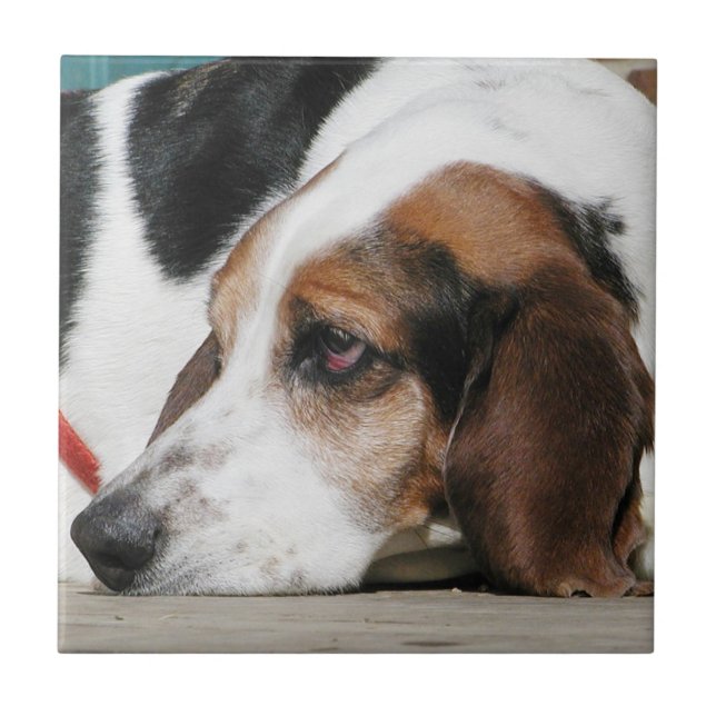 Basset Hound enfrenta o azulejo (Frente)