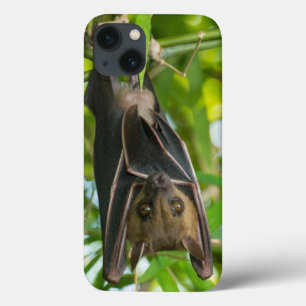 Bastão