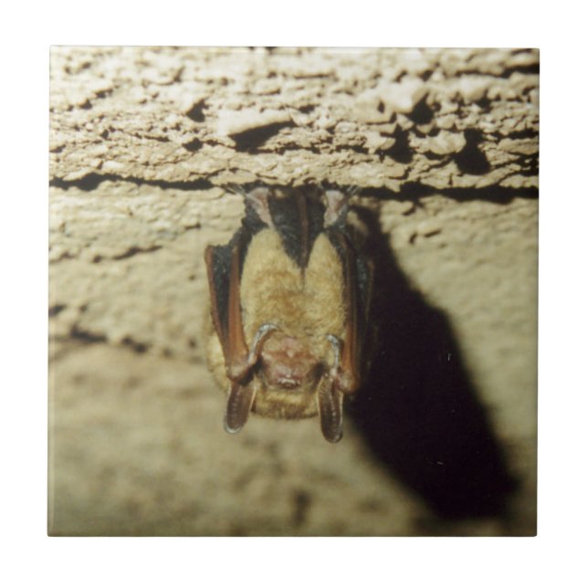 Bat (Frente)