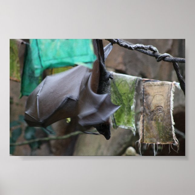 Bat (3) - poster / impressão (Frente)