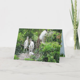 Bateria de Madeira com Cartão de Pintinhos Juvenis