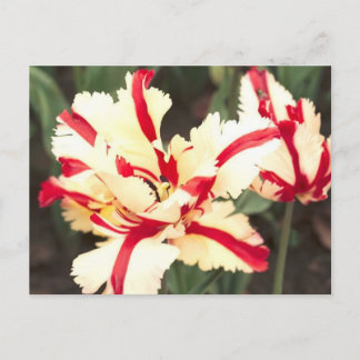 Baunilha de cereja! Cartão Postal