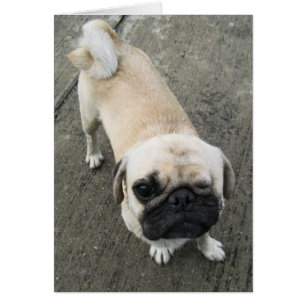 Bauwk... Soi Dog, Cartão Tailândia