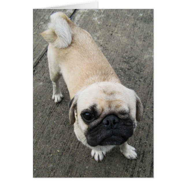 Bauwk... Soi Dog, Cartão Tailândia (Frente)