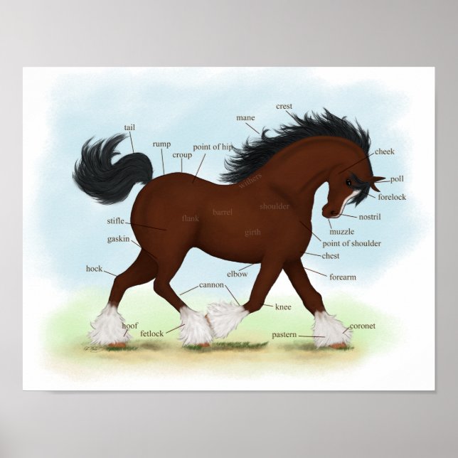 Bay Clydesdale Draft Horse Anatomy Poster (Frente)