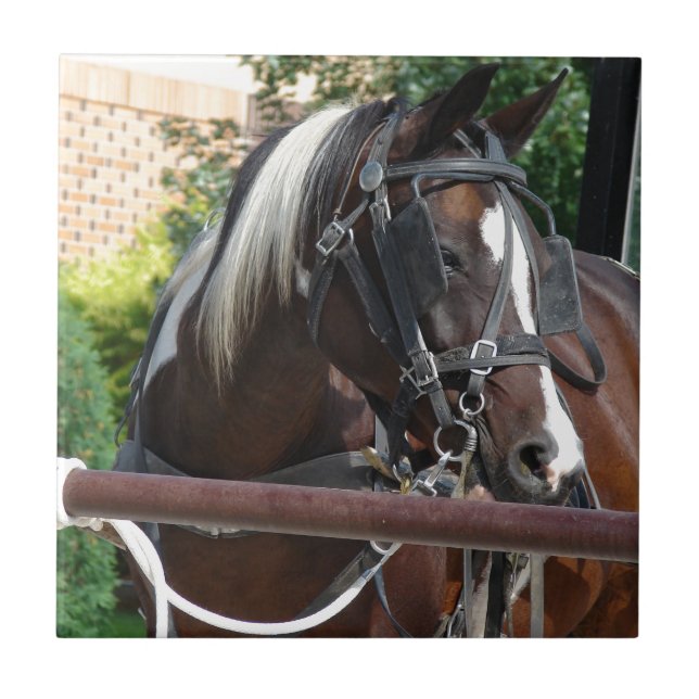 Bay Pinto Amish Buggy Horse (Frente)