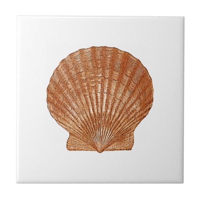 Bay Scallop Shell (Frente)