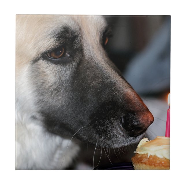 BDAY GSD (Frente)