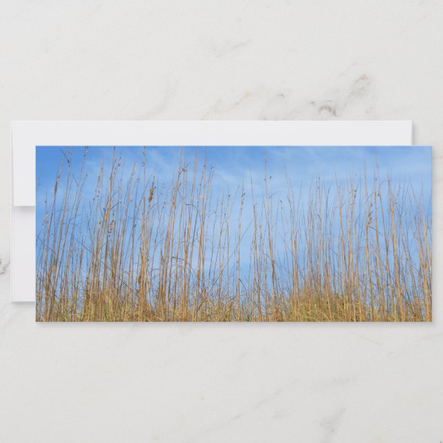 Beach Grass por Shirley Taylor (Frente)