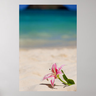 Beach Lily, impressão de arte 24x36