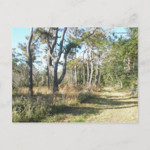 Beach Nature Trail Buxton NC OBX Cartão postal