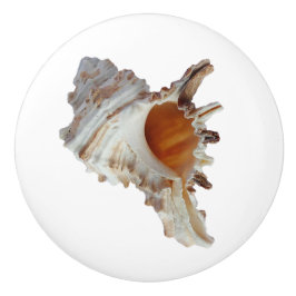 Beach Seashell Ocean Shell