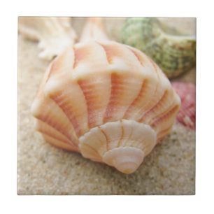 Beach Seashell Photo