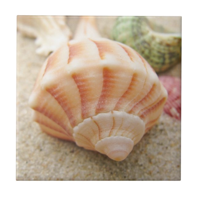 Beach Seashell Photo (Frente)