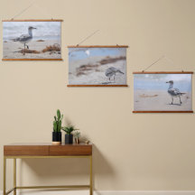 Beachcombates de gaivotas Fotográficas Costeiras