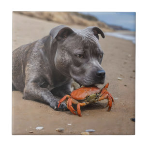 "Beachside Pals: Um Staffy e seu companheiro de ca