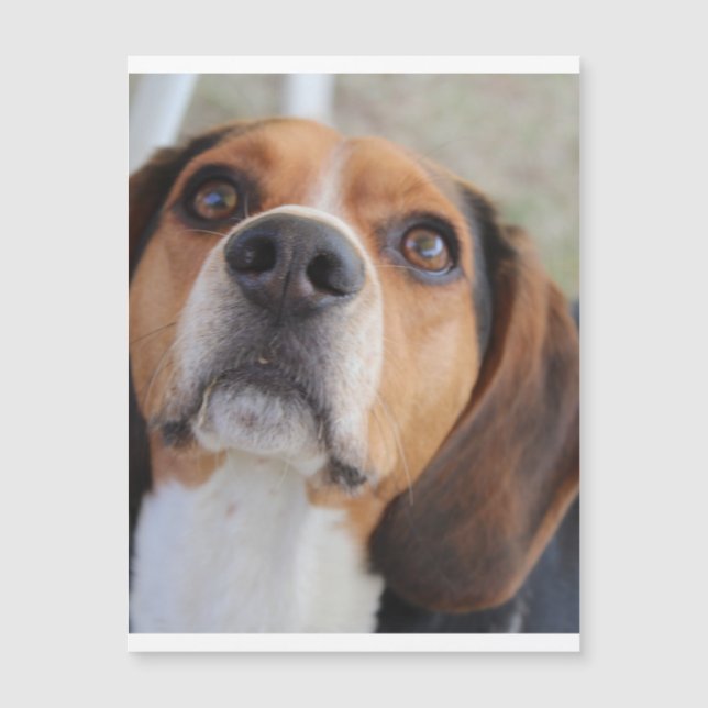 beagle 2.png (Frente)