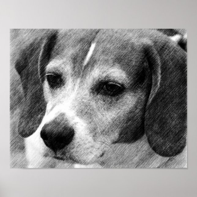 Beagle Dog Face Pencil Art Poster (Frente)