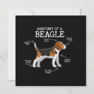 Beagle Lovers/ Anatomia De Um Beagle