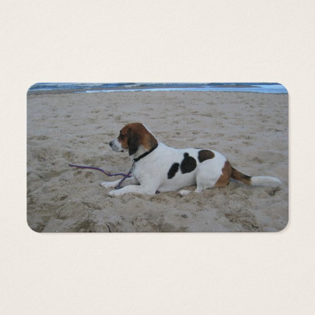 Beagle na praia.png (Frente)