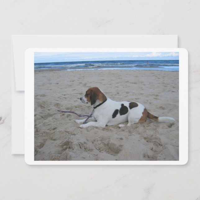 Beagle na praia.png (Frente)