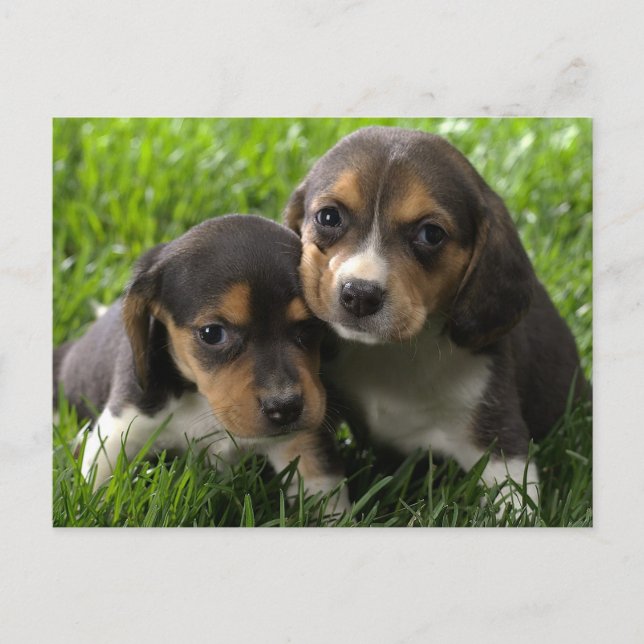 Beagle Puppy Dog Cartão Postado (Frente)