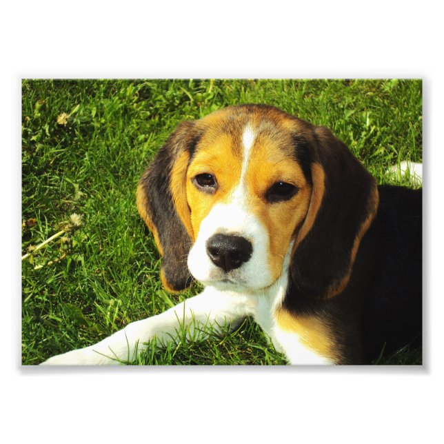 Beagle Puppy Foto (Frente)