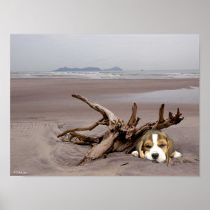 Beagle Puppy Na Poster Da Praia